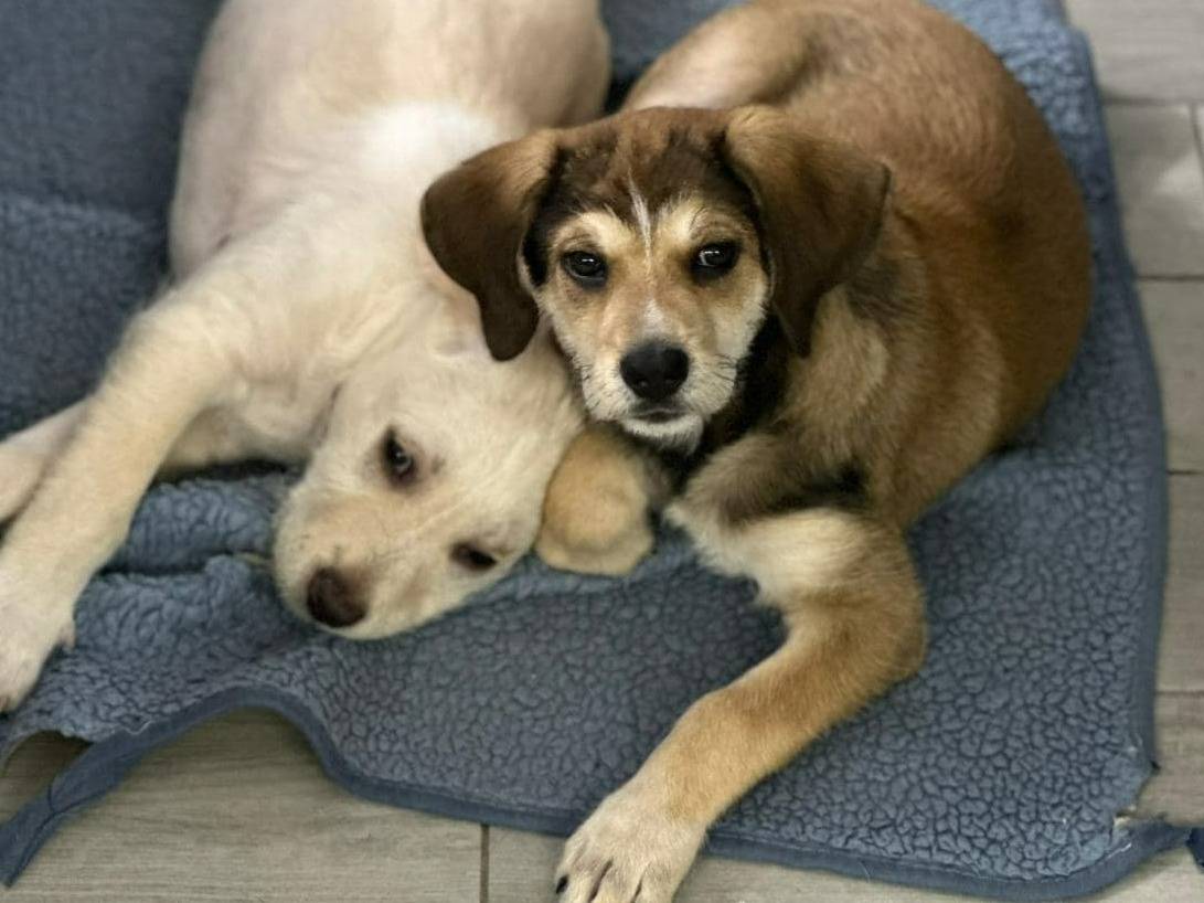 Foto dell'animale