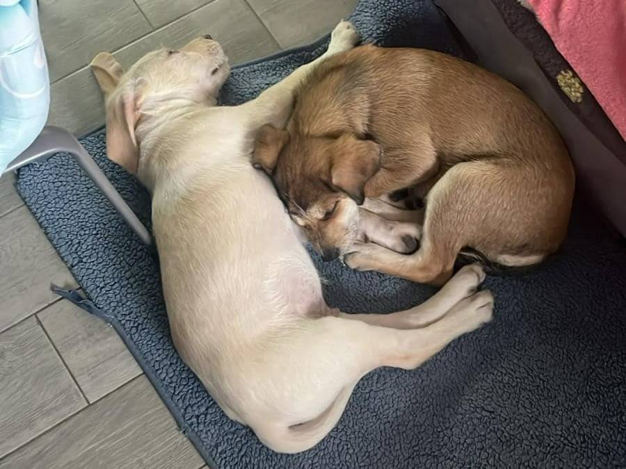 Adotta un cane, maschio, 1 anno e 1 mese, Piacenza