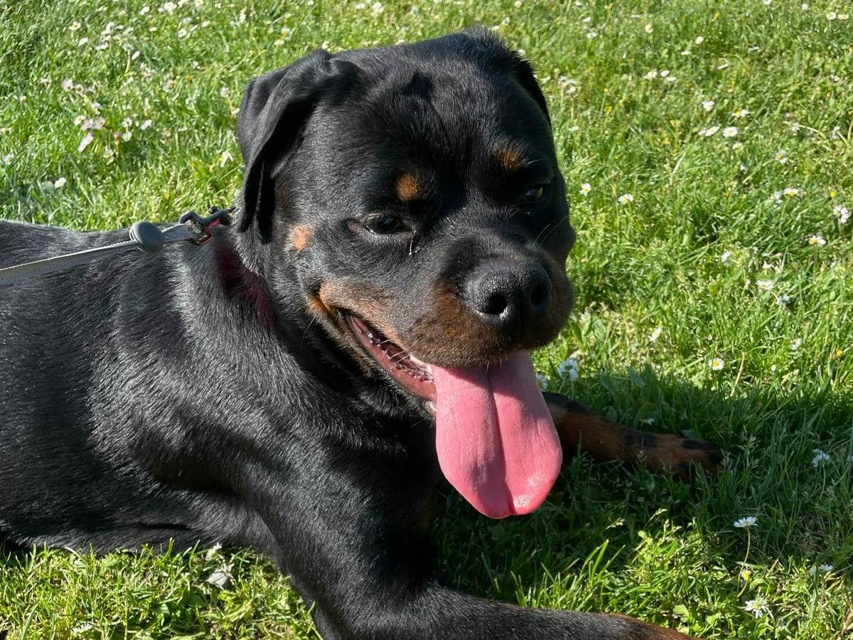 Adozione cane, femmina, Rottweiler Razza sconosciuta, 2 anni  e 3 mesi , taglia grande, Piacenza