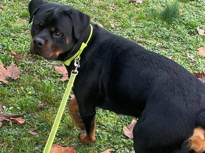Adotta un cane, femmina, 2 anni  e 3 mesi , Piacenza