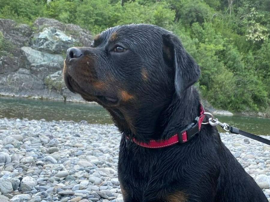 Adotta un cane, taglia grande, femmina, Piacenza