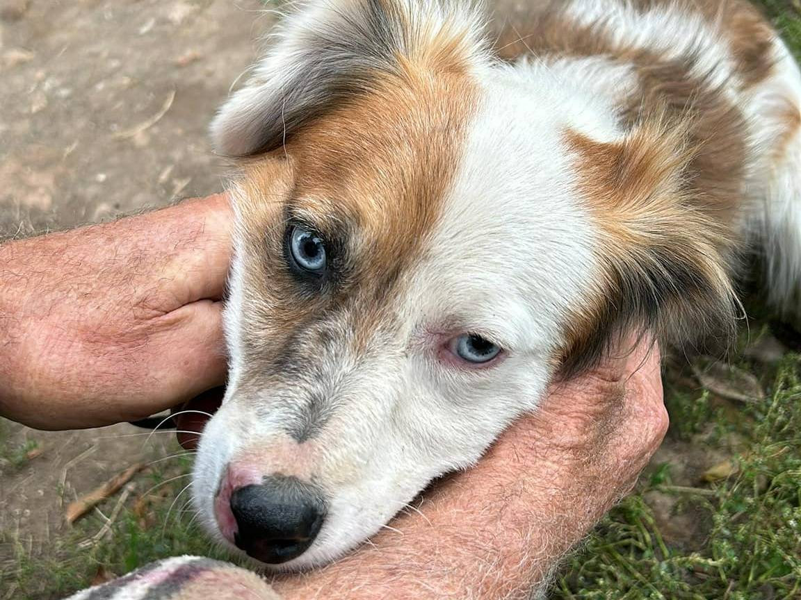 Foto dell'animale