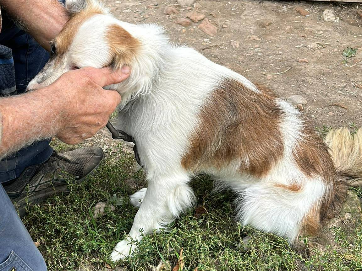 Adotta un cane, maschio, 2 anni  e 4 mesi , Piacenza