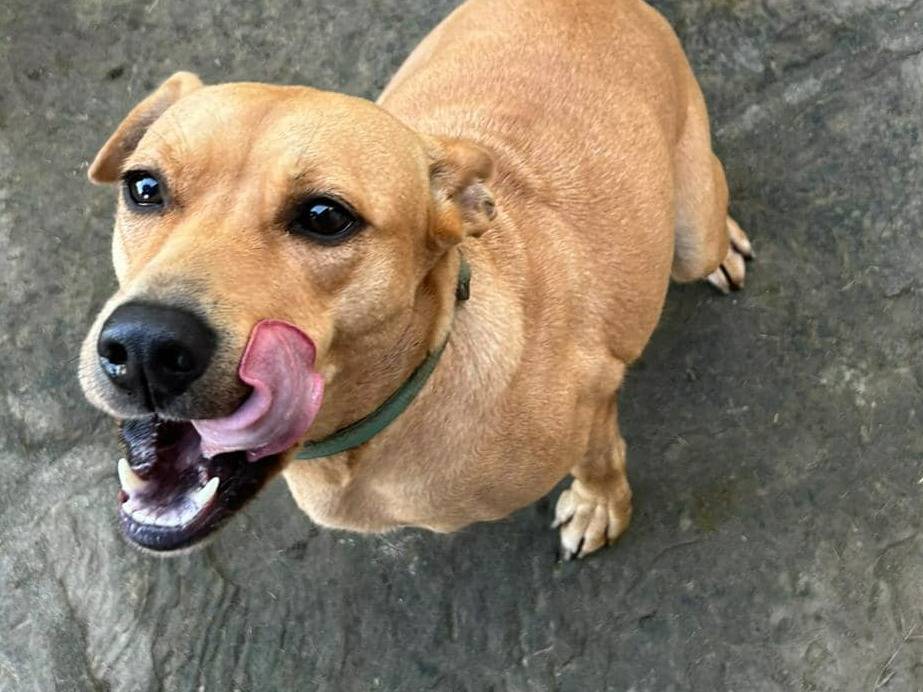 Foto dell'animale
