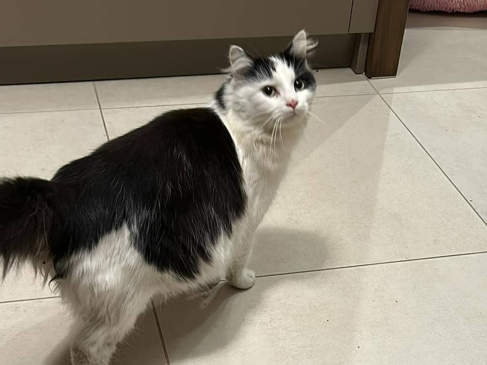 Adotta un gatto, femmina, 2 anni  e 4 mesi , Piacenza