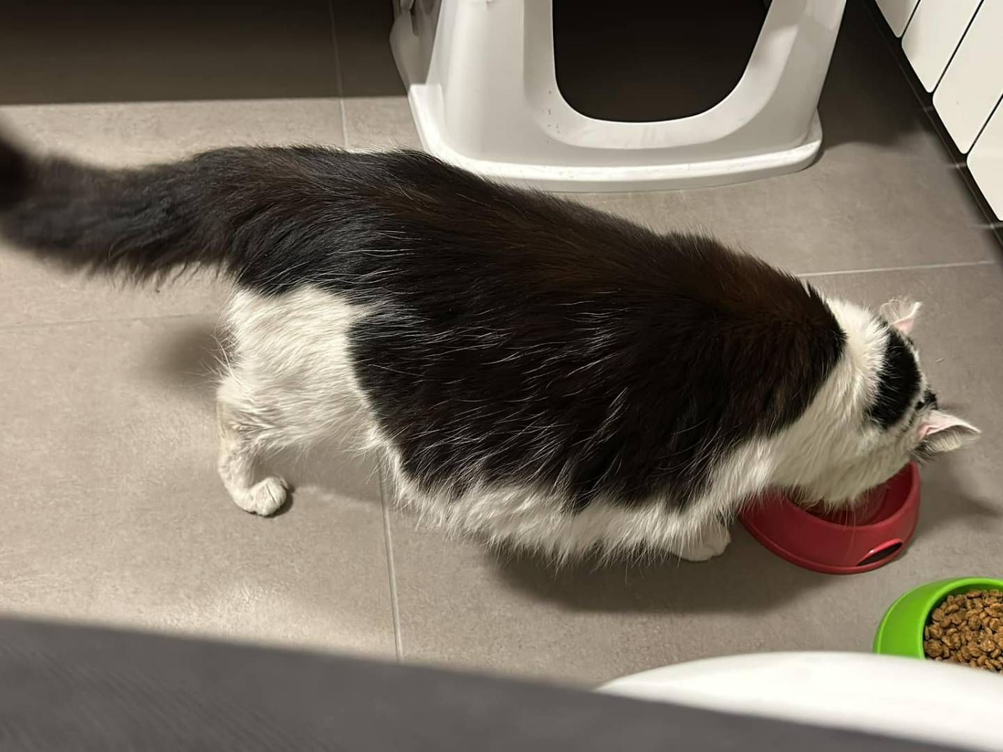 Adotta un gatto, taglia non valida, femmina, Piacenza