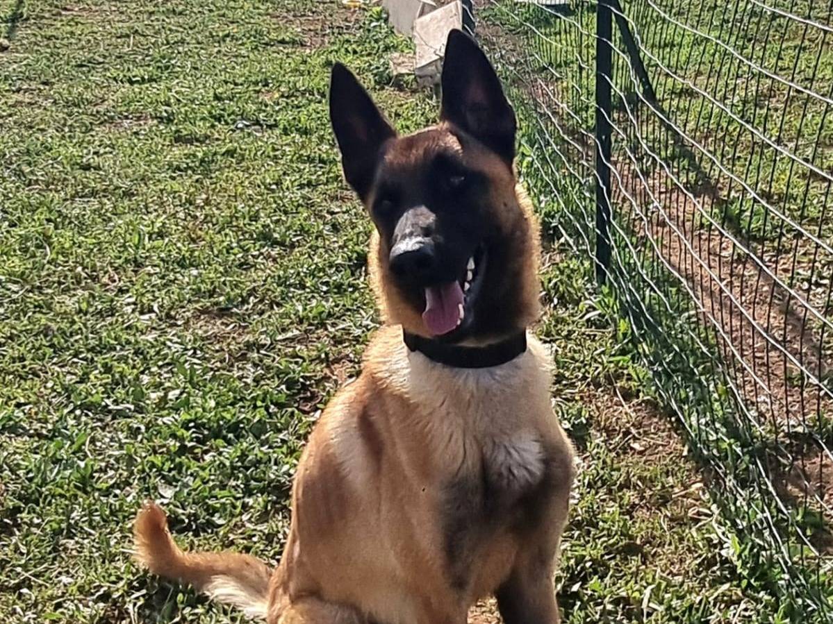 Adozione cane, maschio, Pastore Belga Malinois Razza sconosciuta, 3 anni , taglia grande, Bari