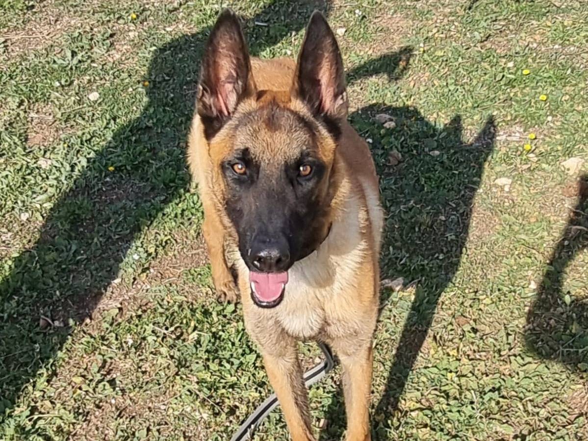 Adotta un cane, maschio, 3 anni , Bari