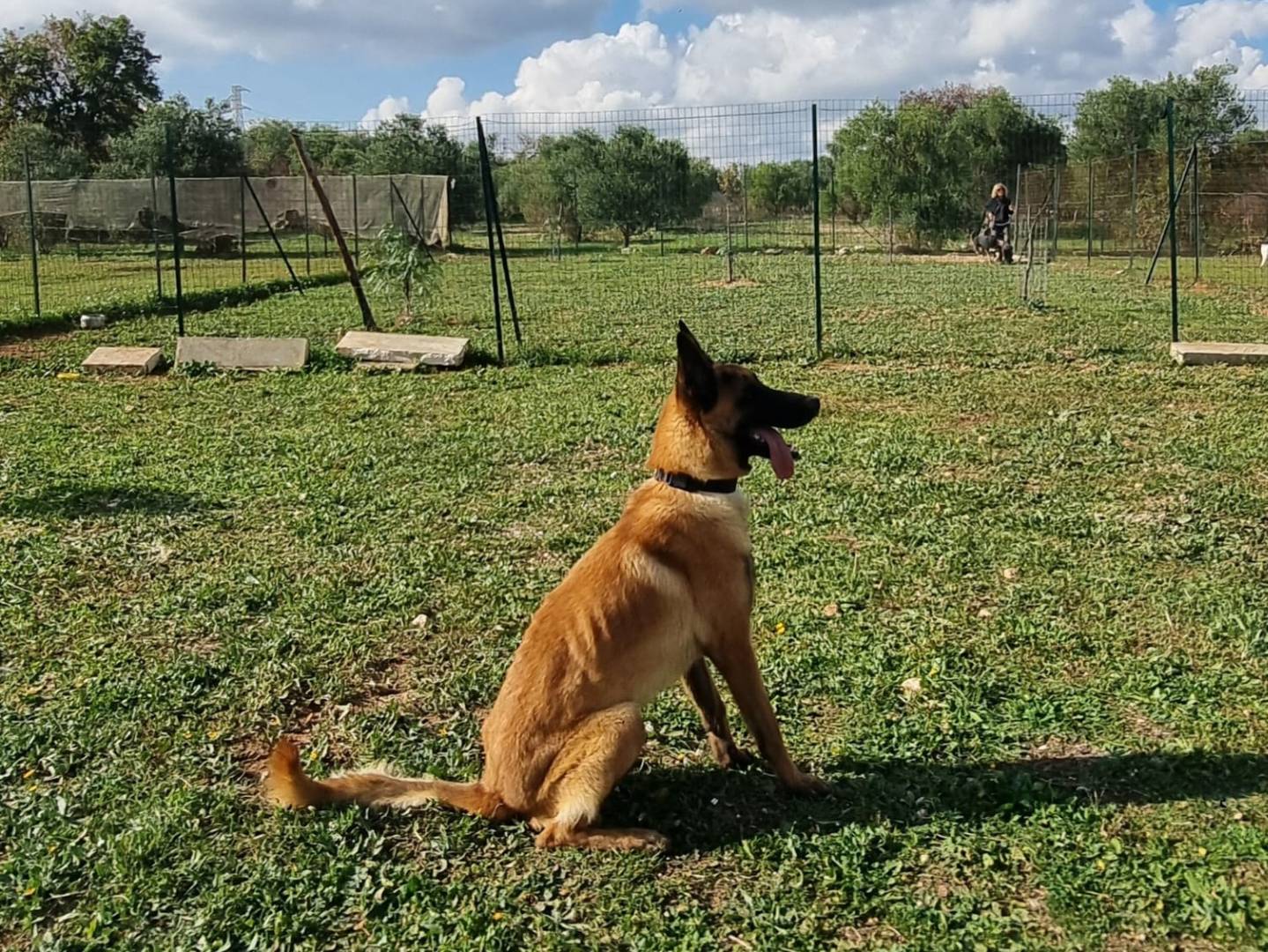 Adotta un cane, taglia grande, maschio, Bari