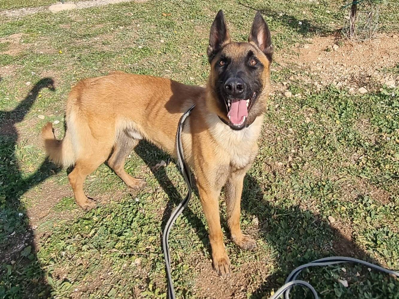 Vuoi adottare un cane a Bari?