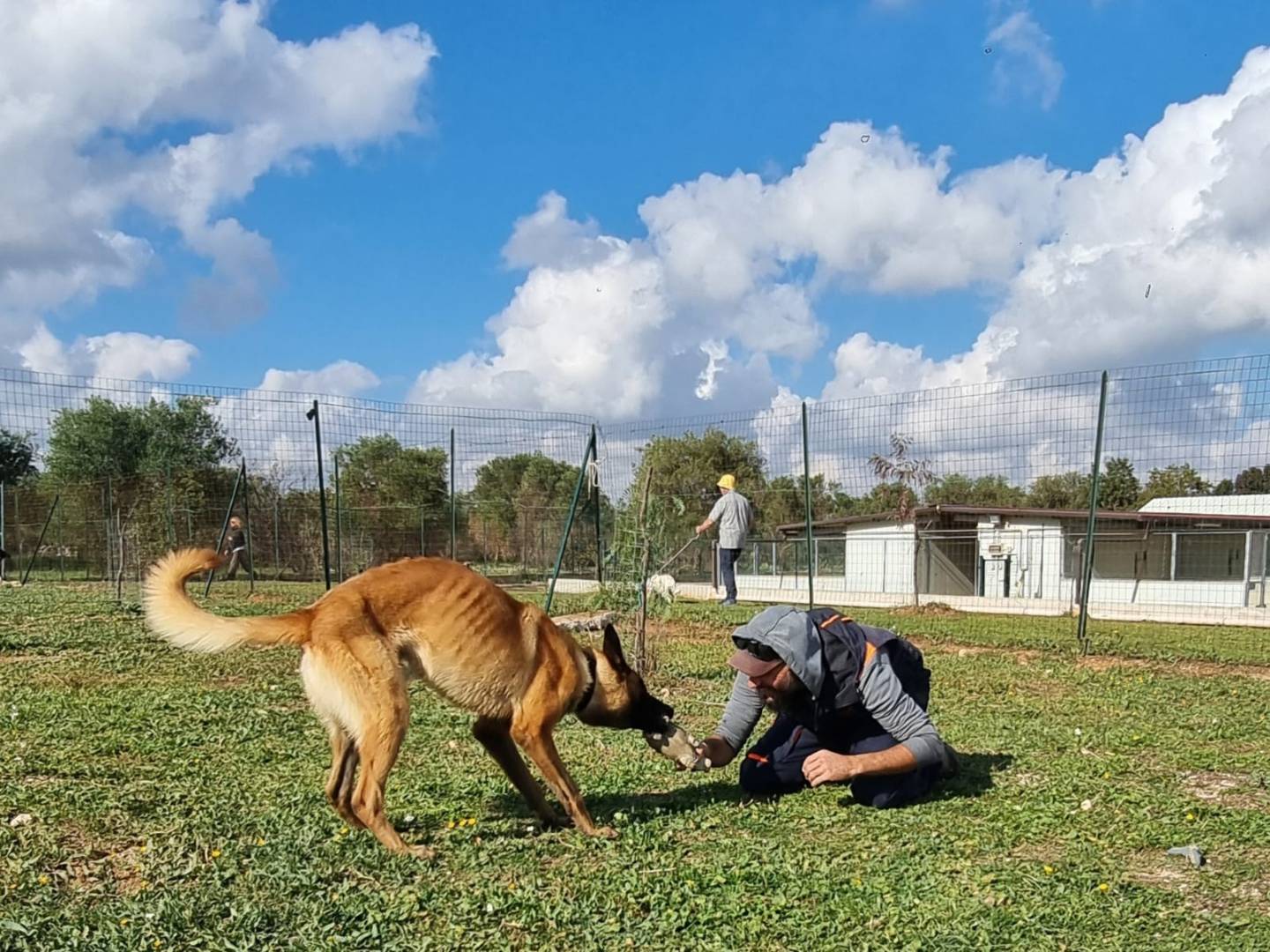 Adotta il cane Malin a Bari