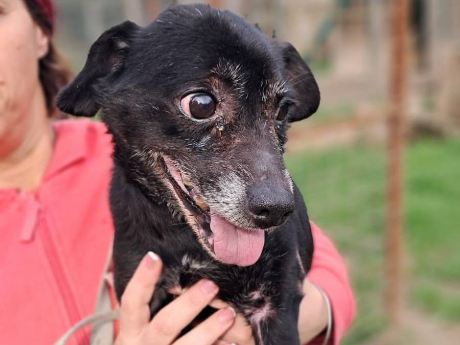 Adozione cane, maschio, Razza sconosciuta Razza sconosciuta, 8 anni  e 6 mesi , taglia piccola, Napoli