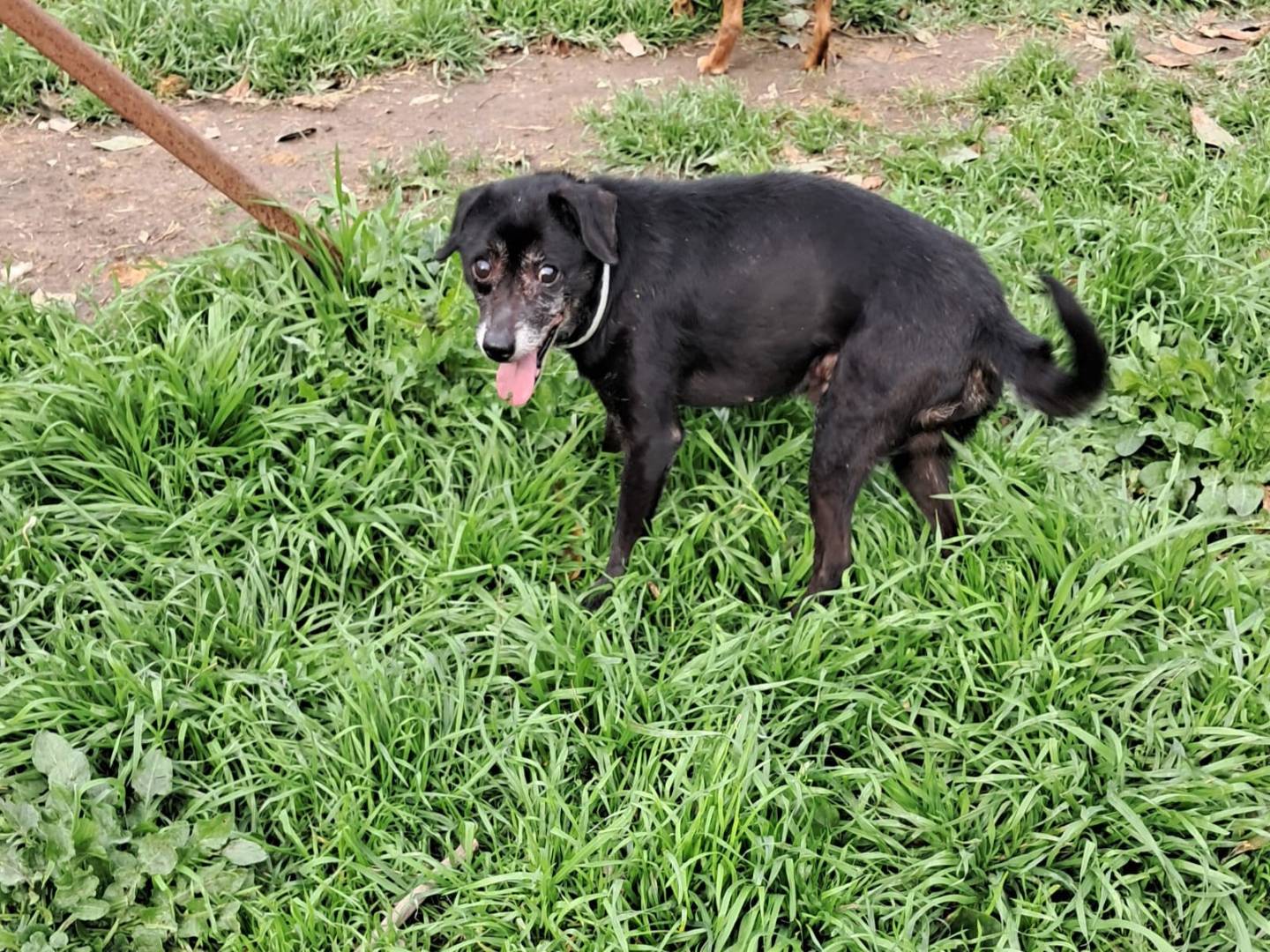 Adotta un cane, maschio, 8 anni  e 6 mesi , Napoli