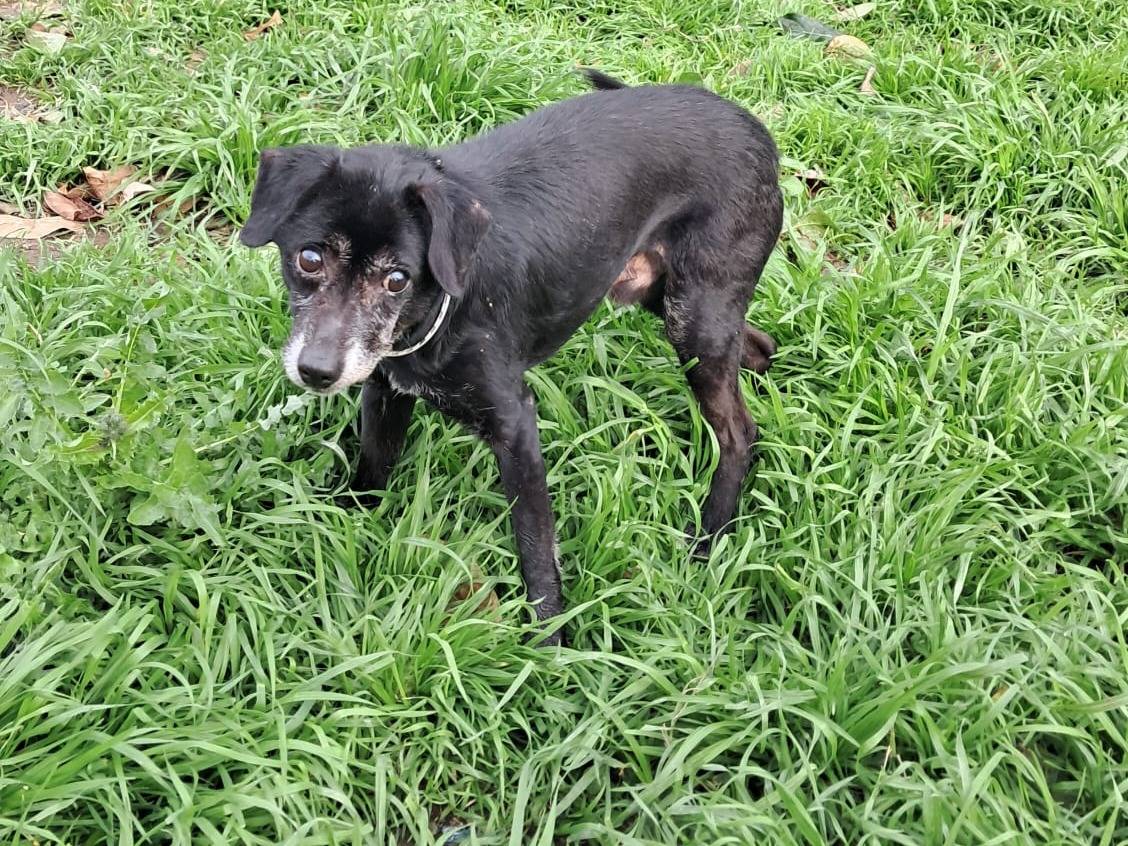 Adotta un cane, taglia piccola, maschio, Napoli