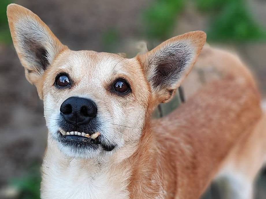 Adotta un cane, maschio, 4 anni  e 1 mese, Messina