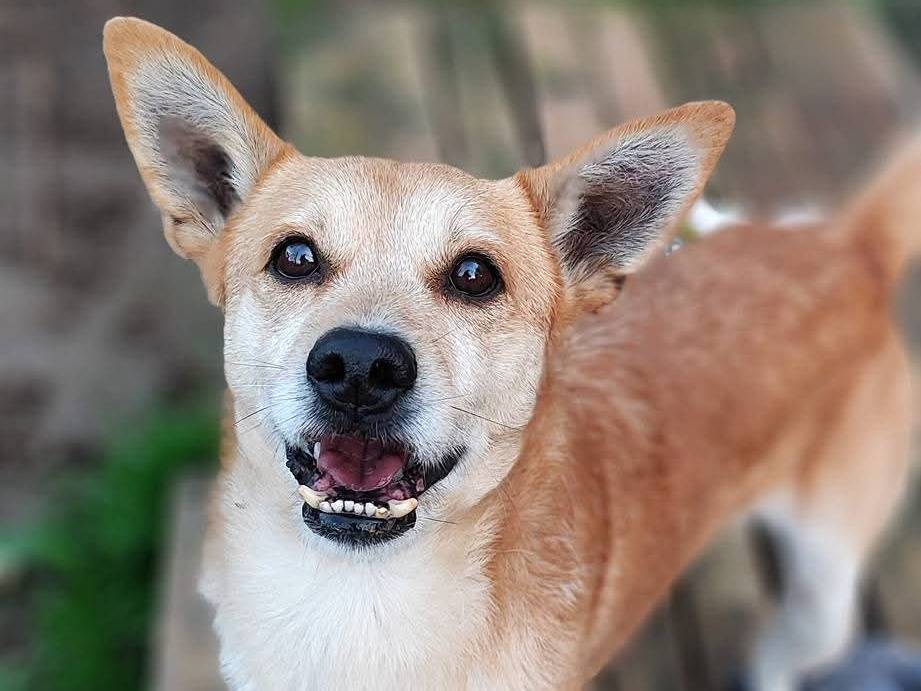 Adotta un cane, taglia media, maschio, Messina