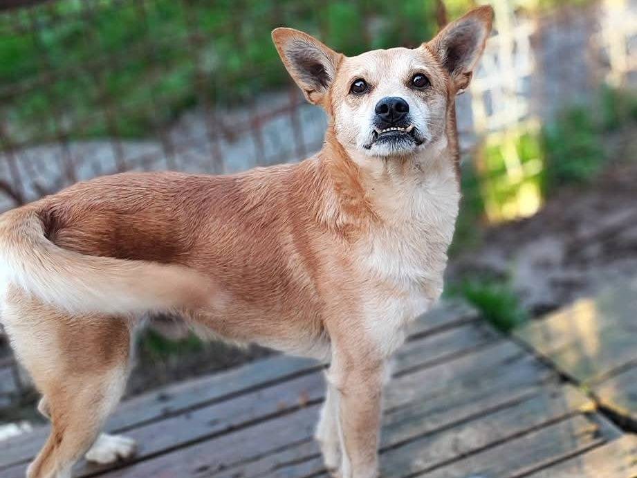Vuoi adottare un cane a Messina?