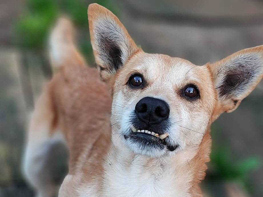 Adotta il cane ULISSE a Messina