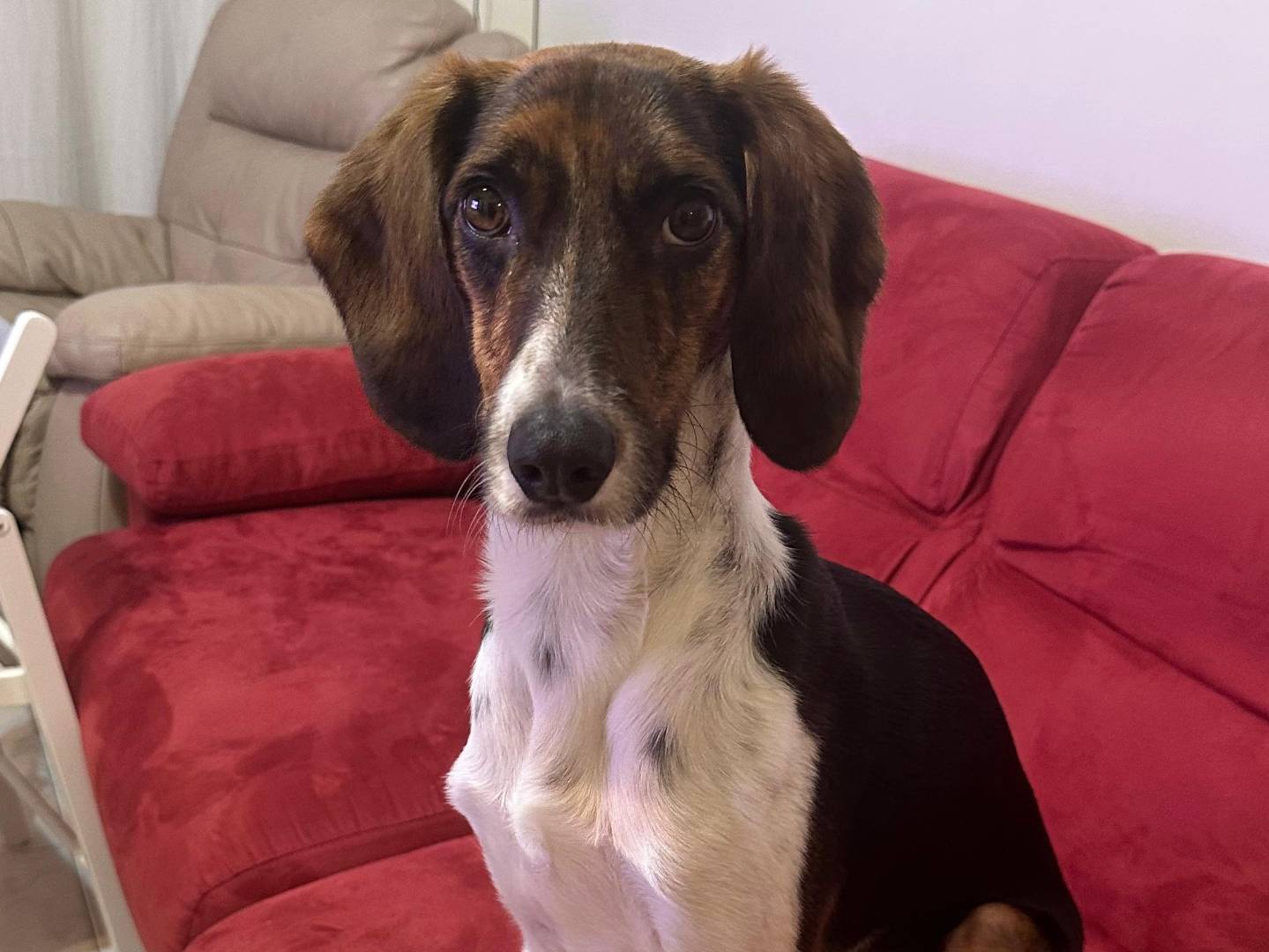 Foto dell'animale