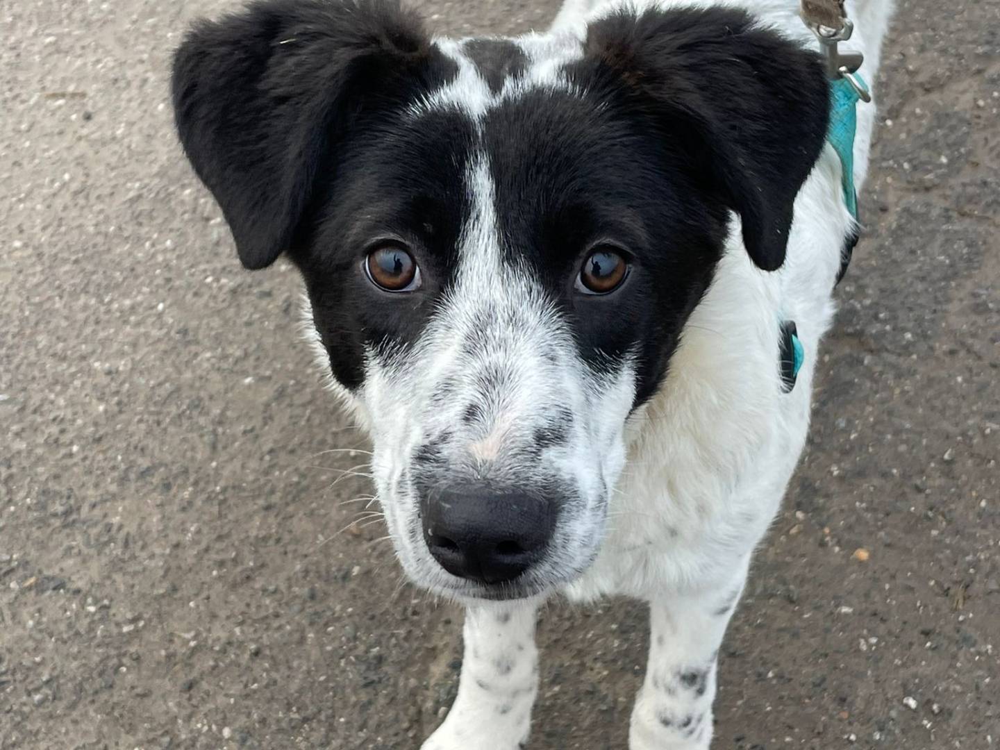 Adozione cane, femmina, Razza sconosciuta Razza sconosciuta, 7 mesi, taglia media contenuta, Milano