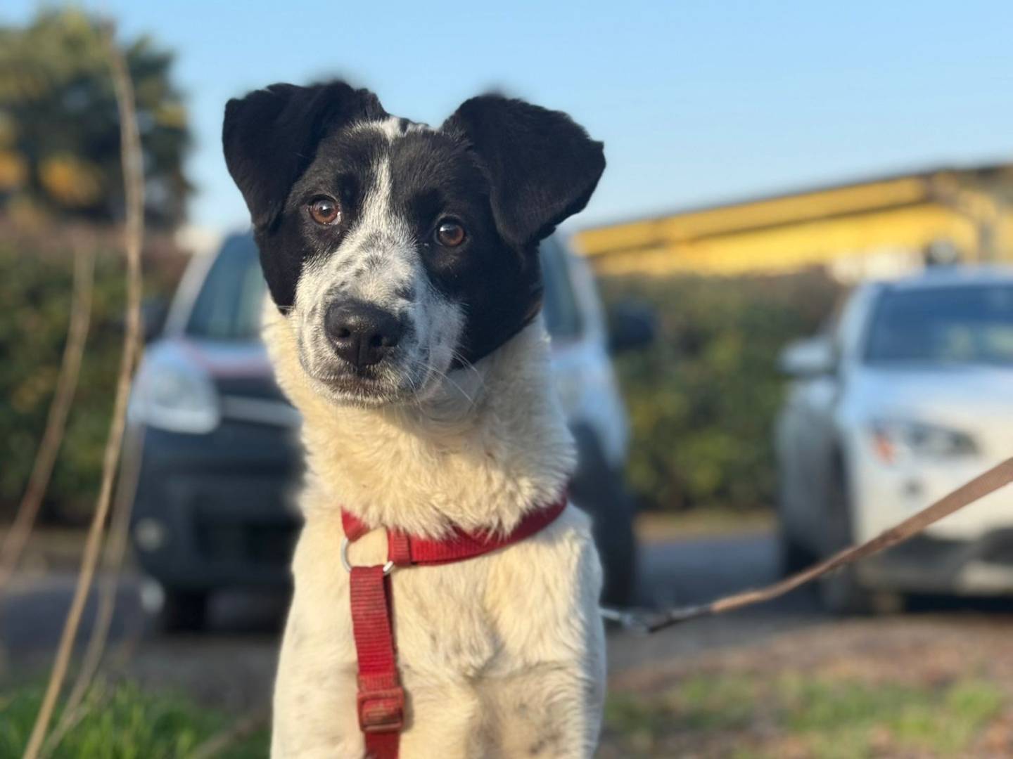 Adotta un cane, femmina, 7 mesi, Milano