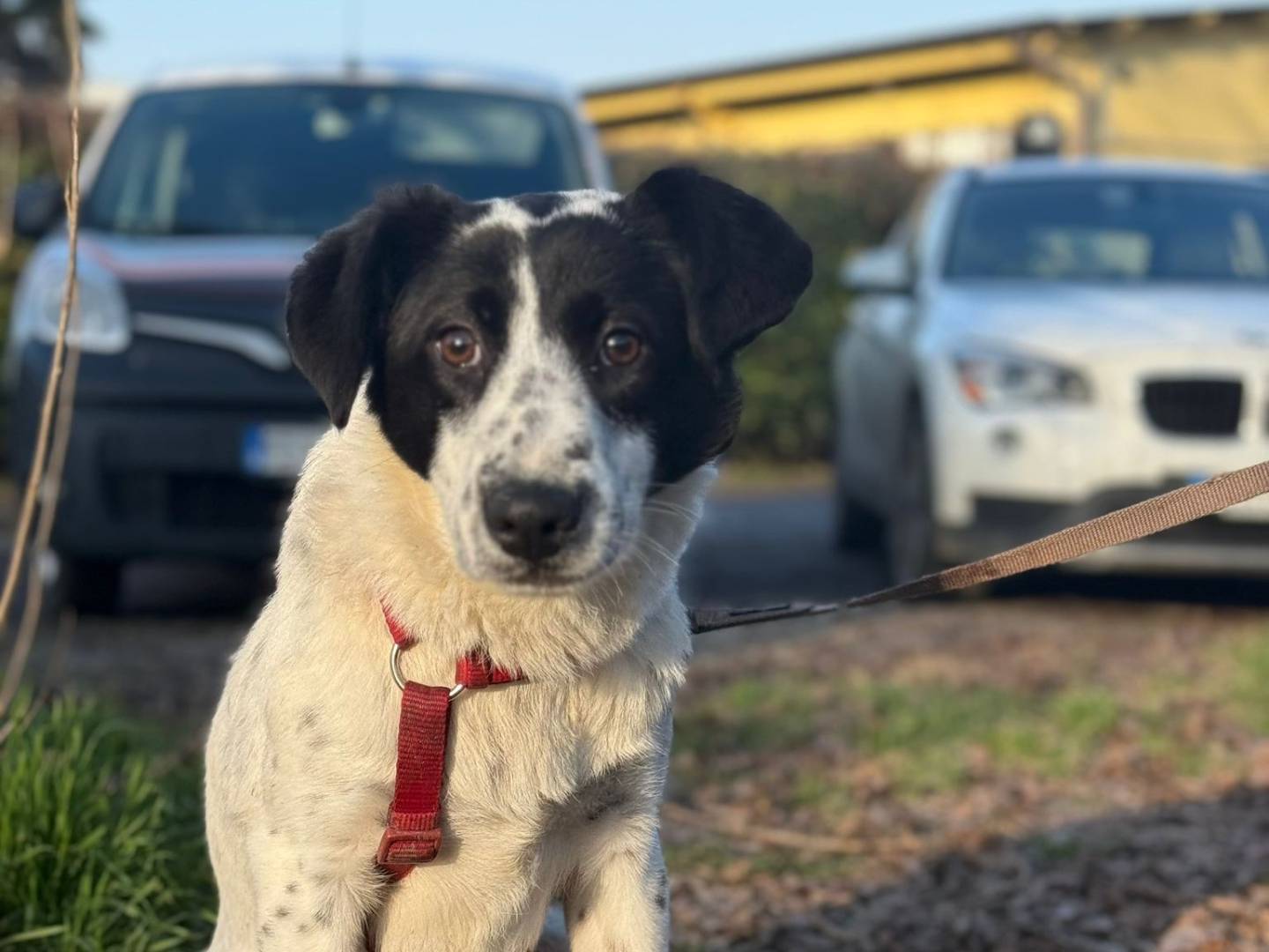 Adotta un cane, taglia media contenuta, femmina, Milano
