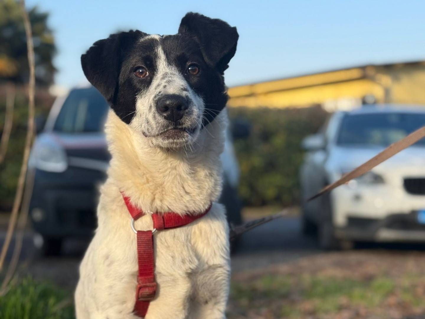 Adotta il cane Melissa  a Milano