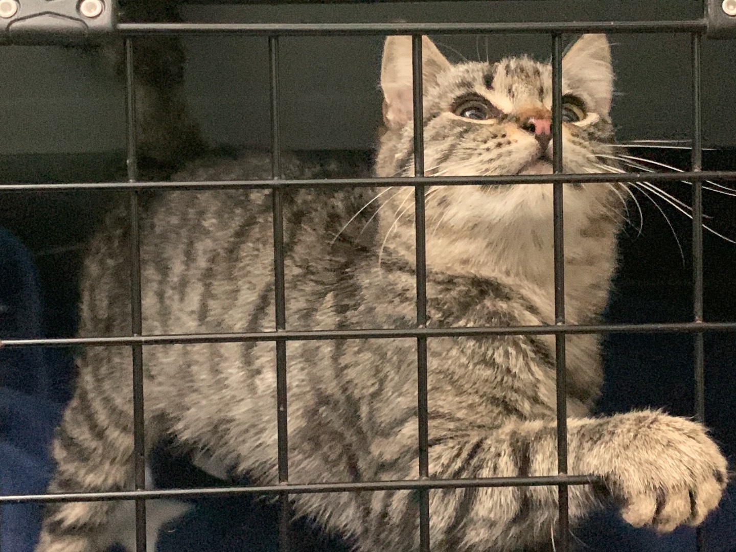Adozione gatto, maschio, Razza sconosciuta Razza sconosciuta, 1 anno e 1 mese, taglia non valida, Chieti
