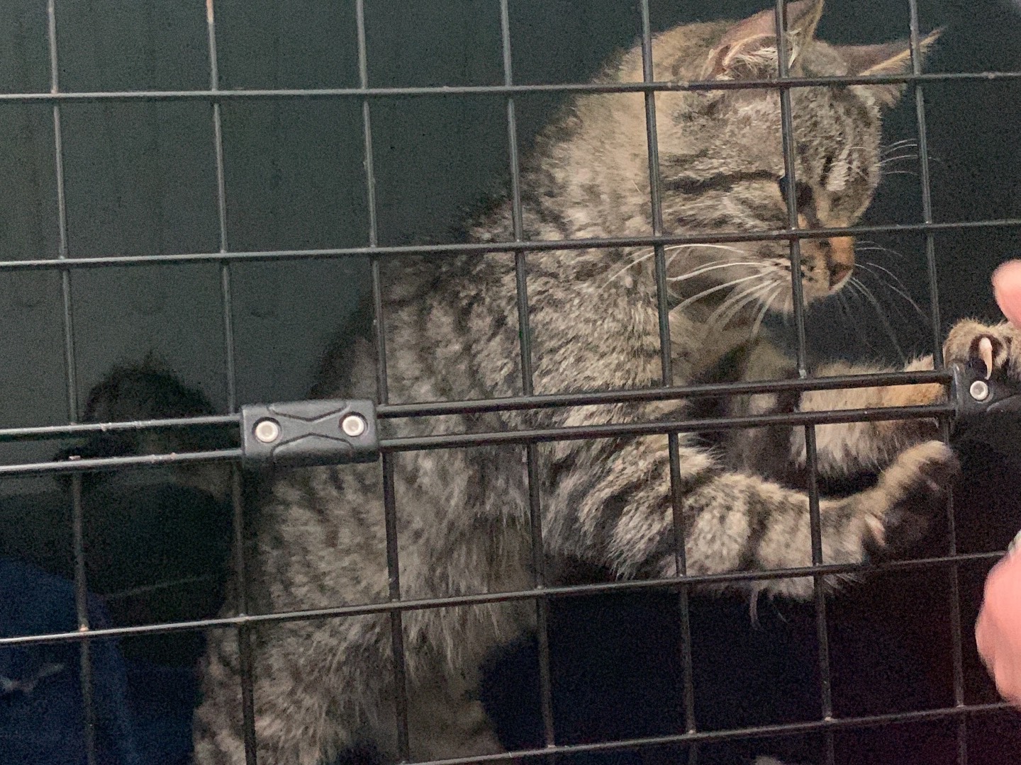 Adotta un gatto, maschio, 1 anno e 1 mese, Chieti