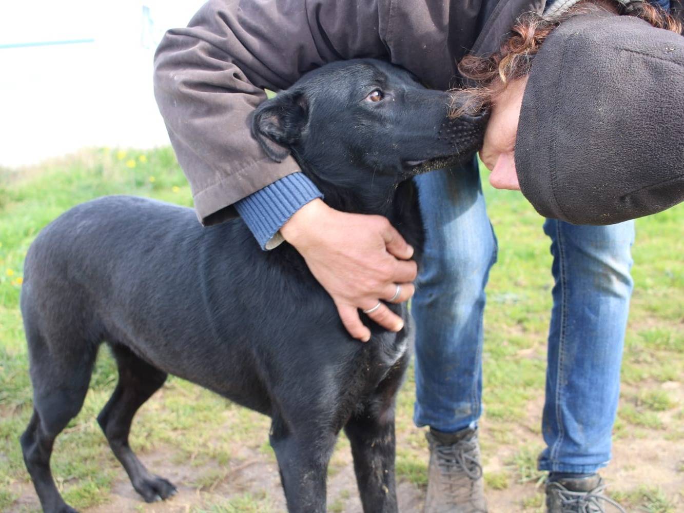 Adotta un cane, maschio, 1 anno, Vibo