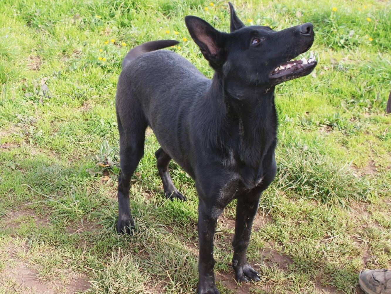 Adotta un cane, taglia media, maschio, Vibo