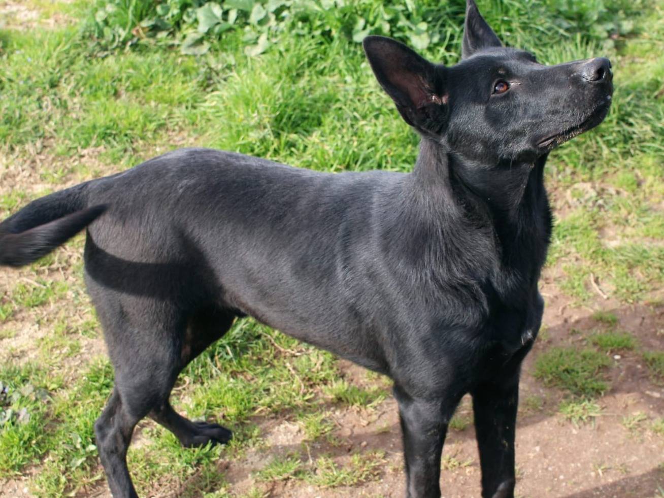 Vuoi adottare un cane a Vibo?