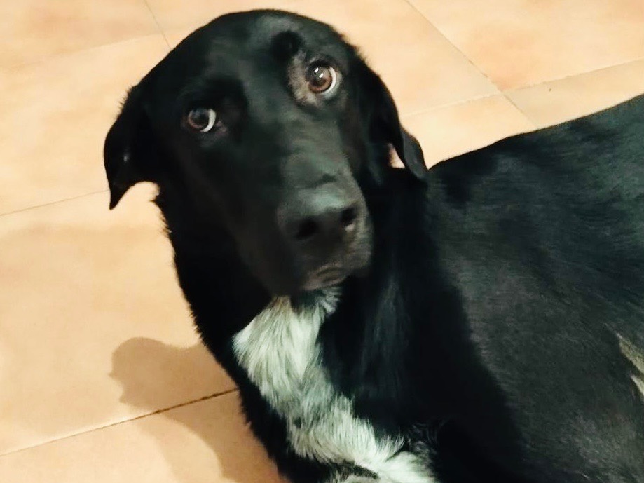 Foto dell'animale