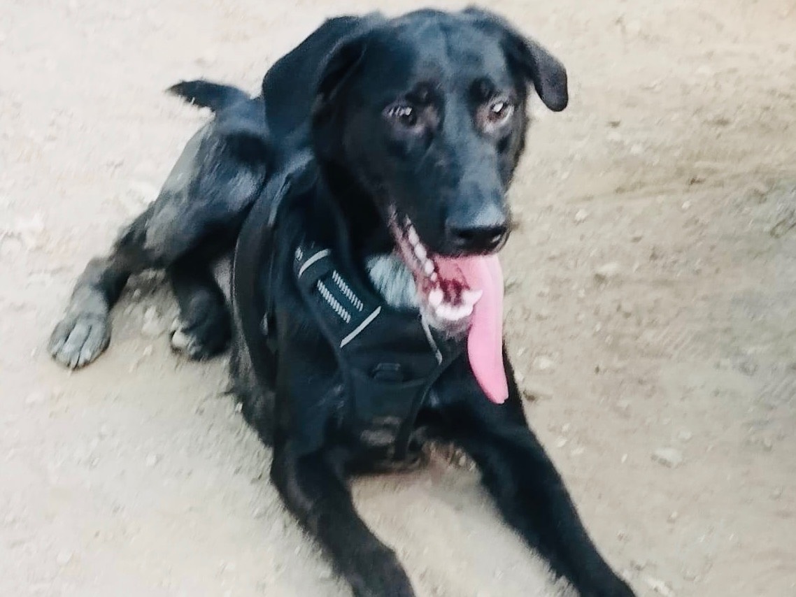 Vuoi adottare un cane a Pavia?