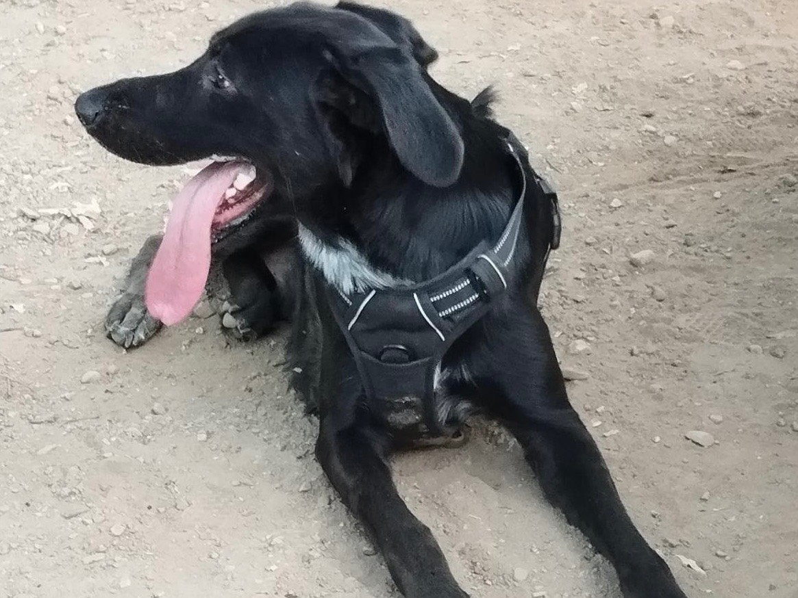 Adotta il cane Tommy a Pavia