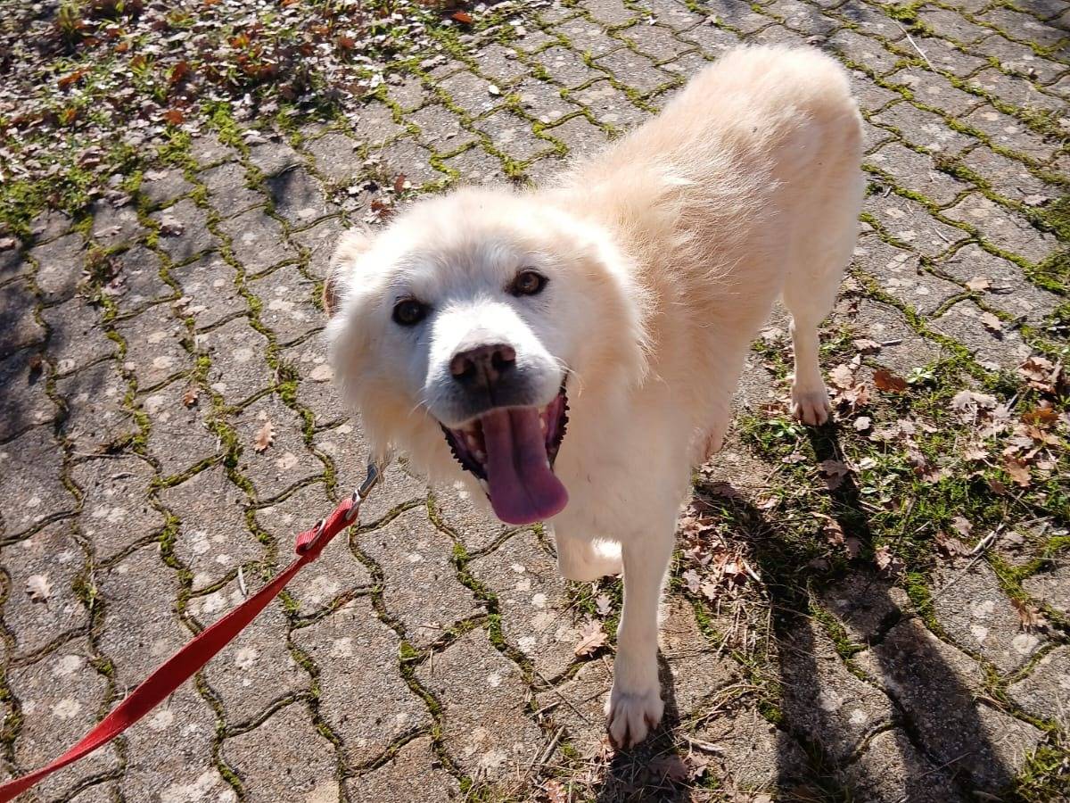 Adotta un cane, maschio, 8 anni e 6 mesi, Bari