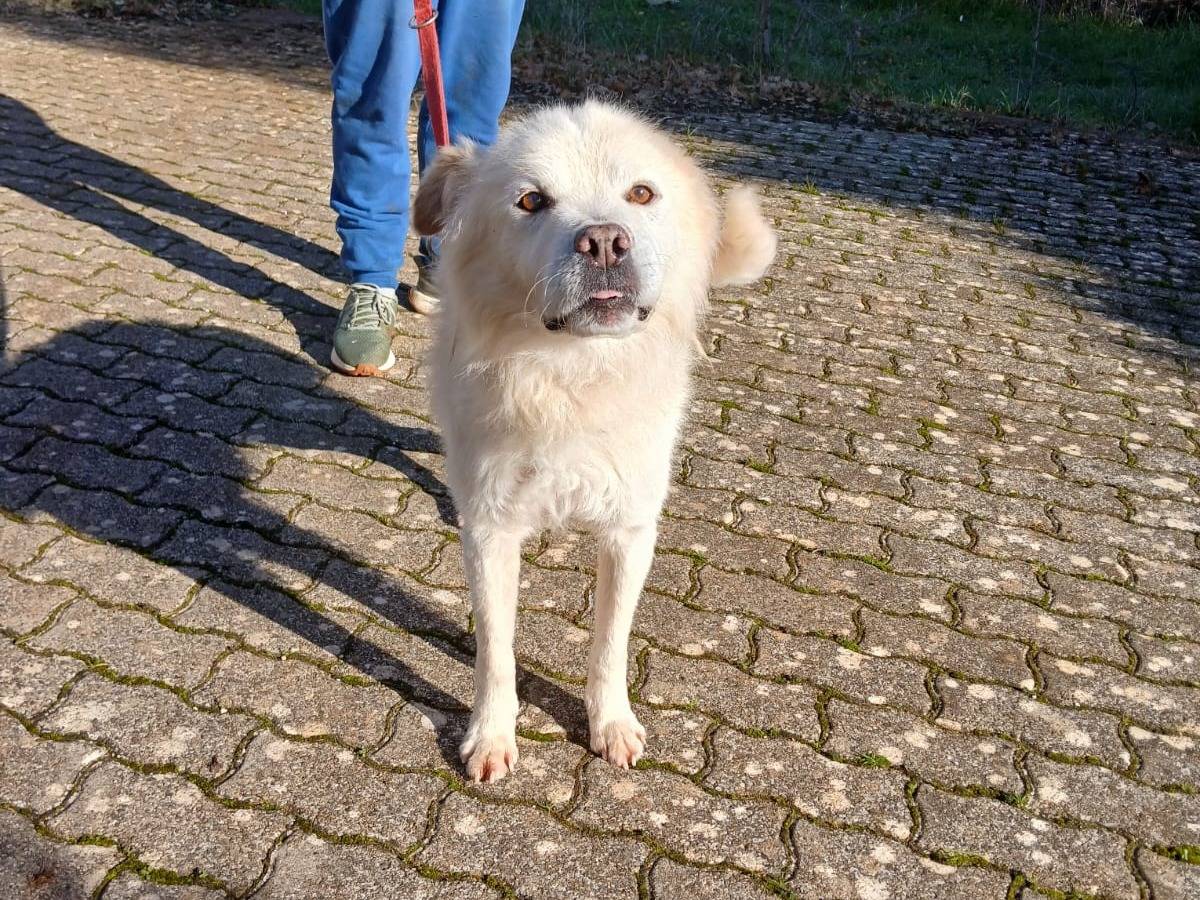 Adotta un cane, taglia media, maschio, Bari