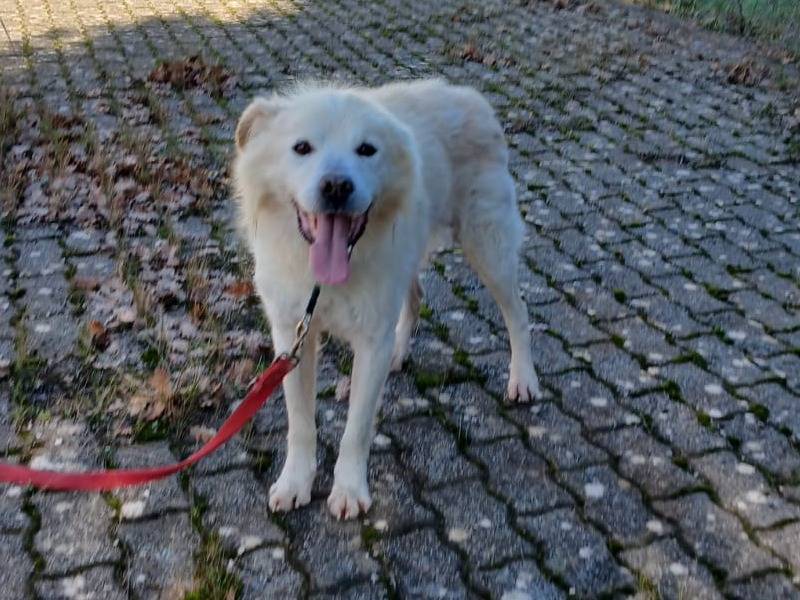 Vuoi adottare un cane a Bari?