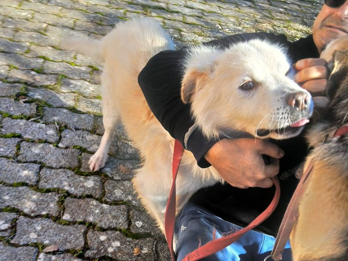 Adotta il cane Kiko a Bari