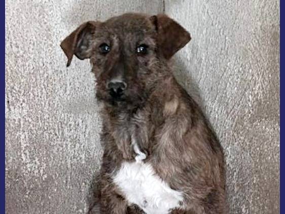 Adotta un cane, femmina, 1 anno e 2 mesi , Caserta