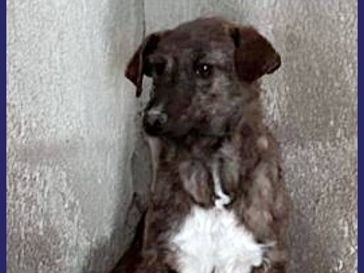 Adotta un cane, taglia piccola, femmina, Caserta