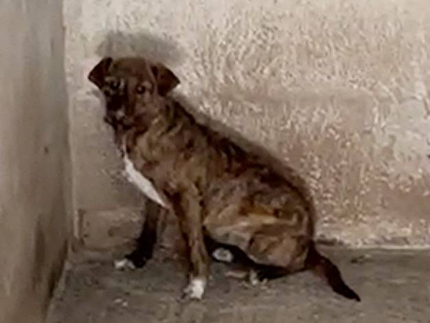 Vuoi adottare un cane a Caserta?