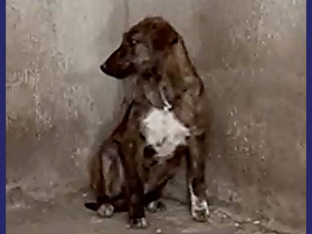 Adotta il cane PEGGY a Caserta
