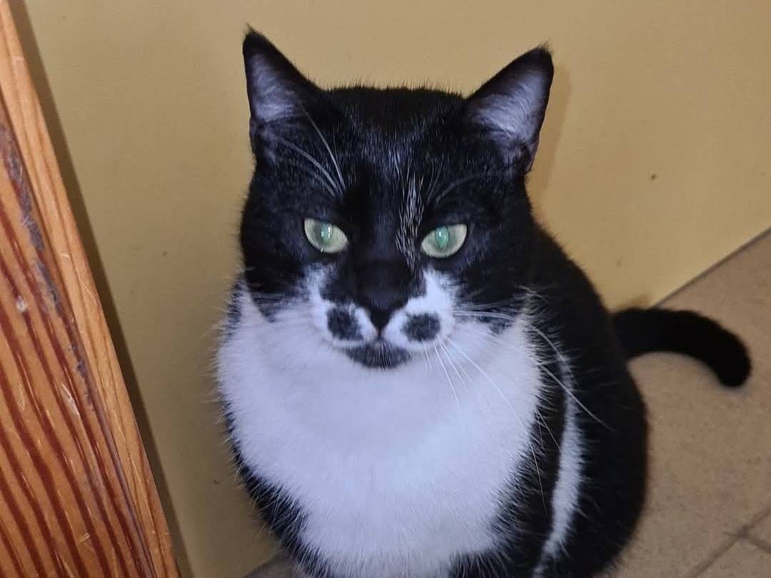 Adozione gatto, maschio, Razza sconosciuta Razza sconosciuta, 5 mesi, taglia non valida, Bari