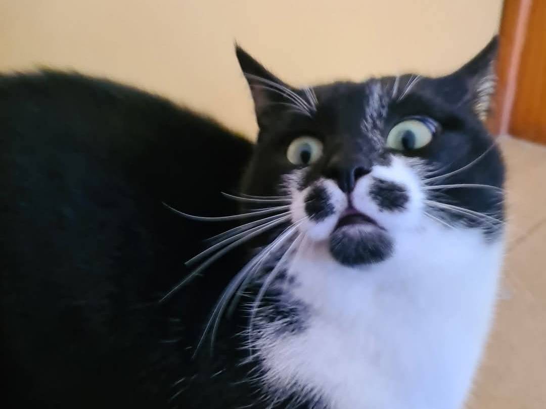 Adotta un gatto, maschio, 5 mesi, Bari
