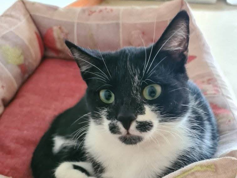 Adotta un gatto, taglia non valida, maschio, Bari