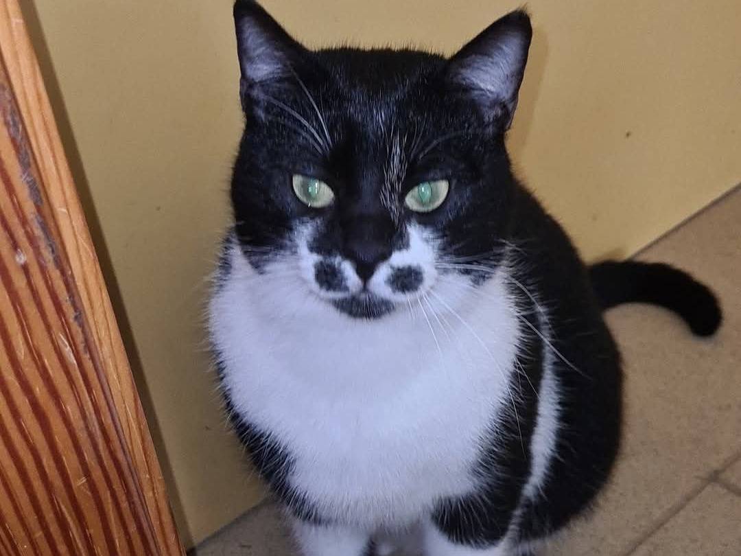 Vuoi adottare un gatto a Bari?