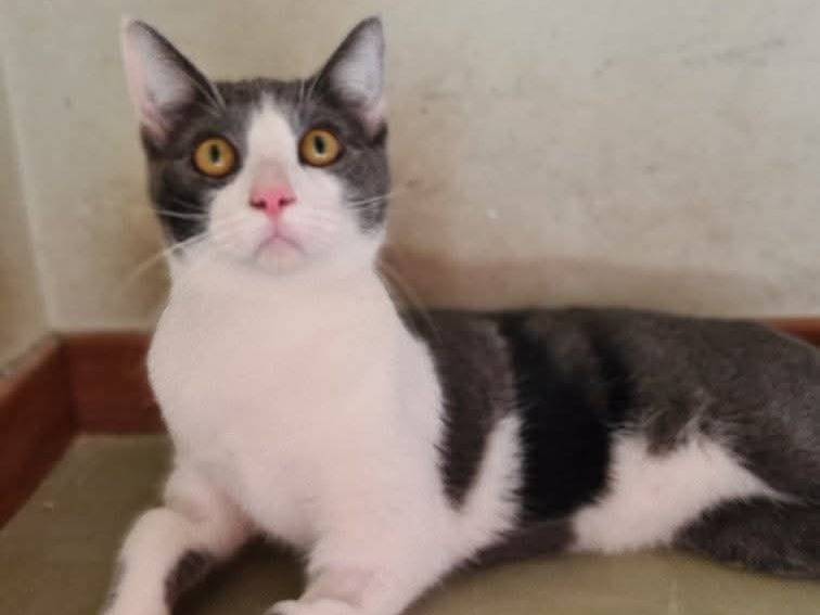 Adotta un gatto, maschio, 11 mesi, Bari