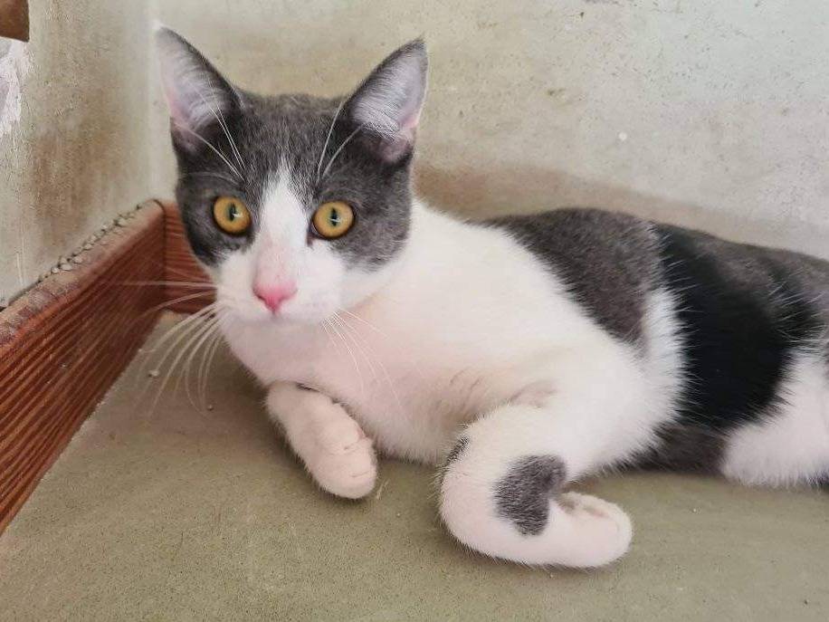 Adotta un gatto, taglia non valida, maschio, Bari