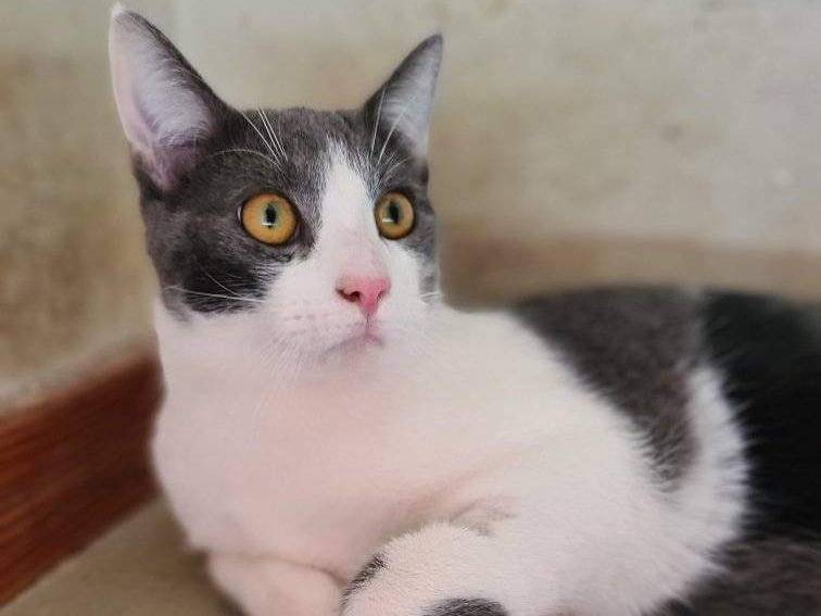 Adotta il gatto Arturo a Bari